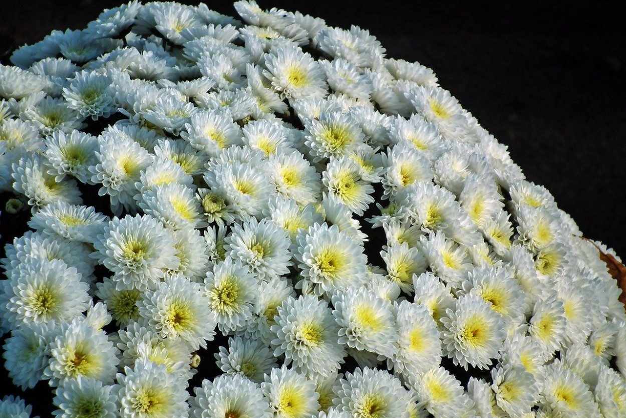 Хризантема корейская Шеннон