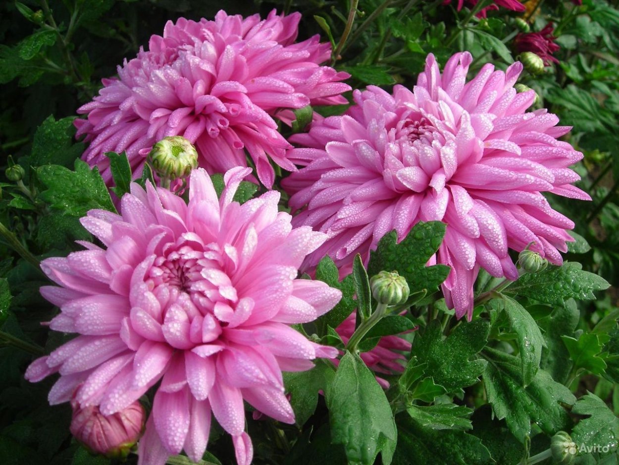 Хризантема корейская хамелеон