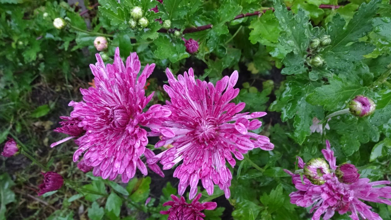 Хризантема Эвелин Буш