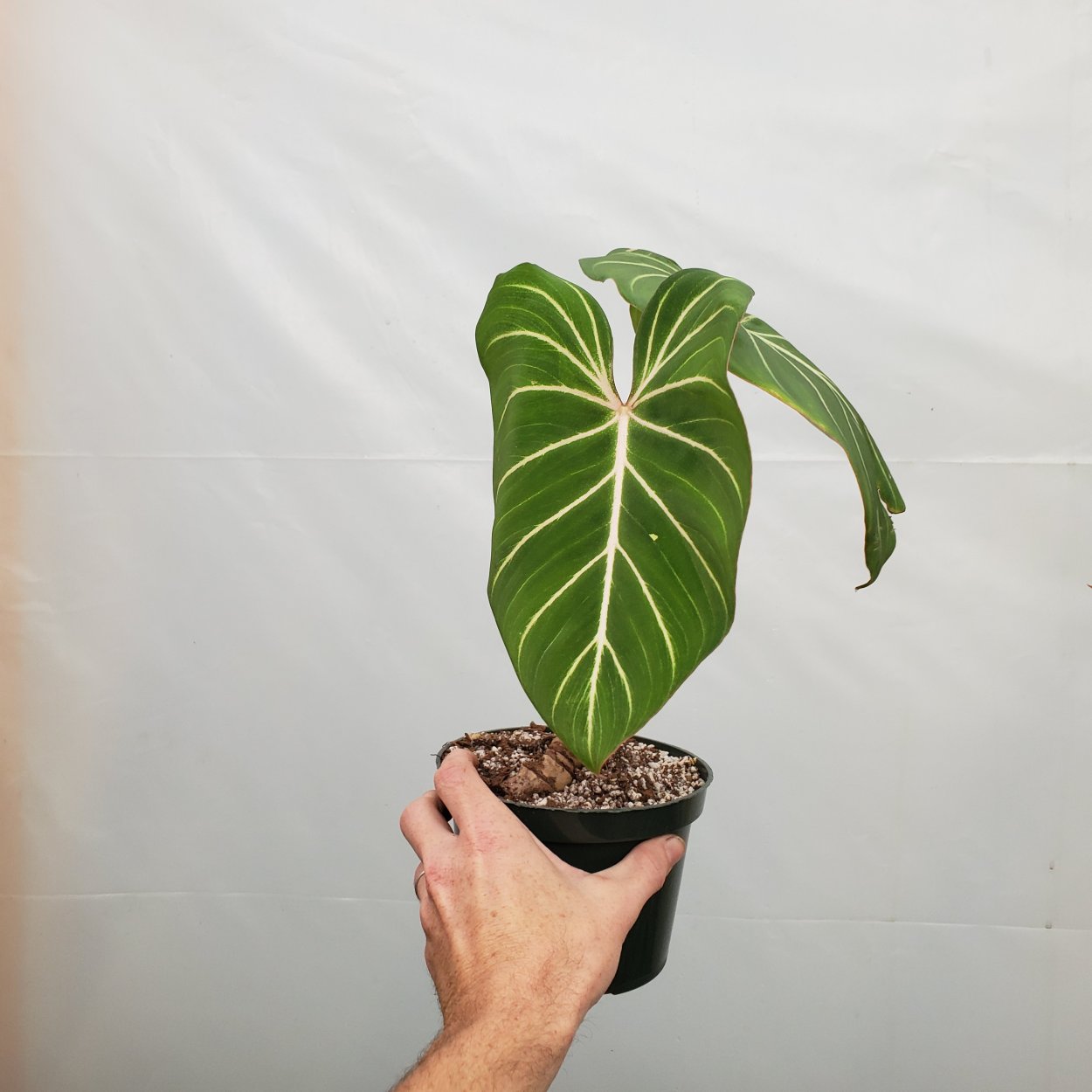 Глориоза великолепная сердце Африки