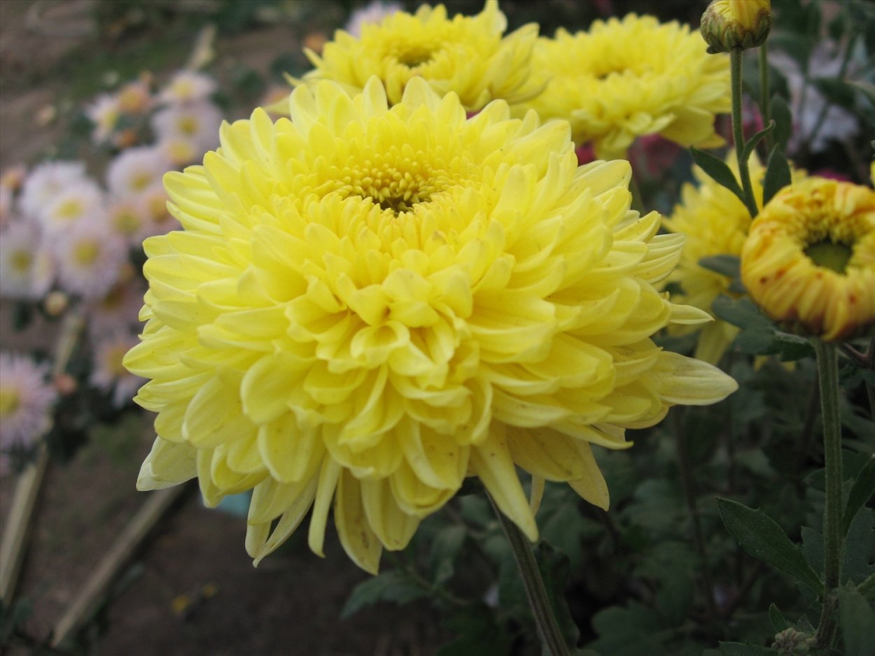 Хризантема Густав