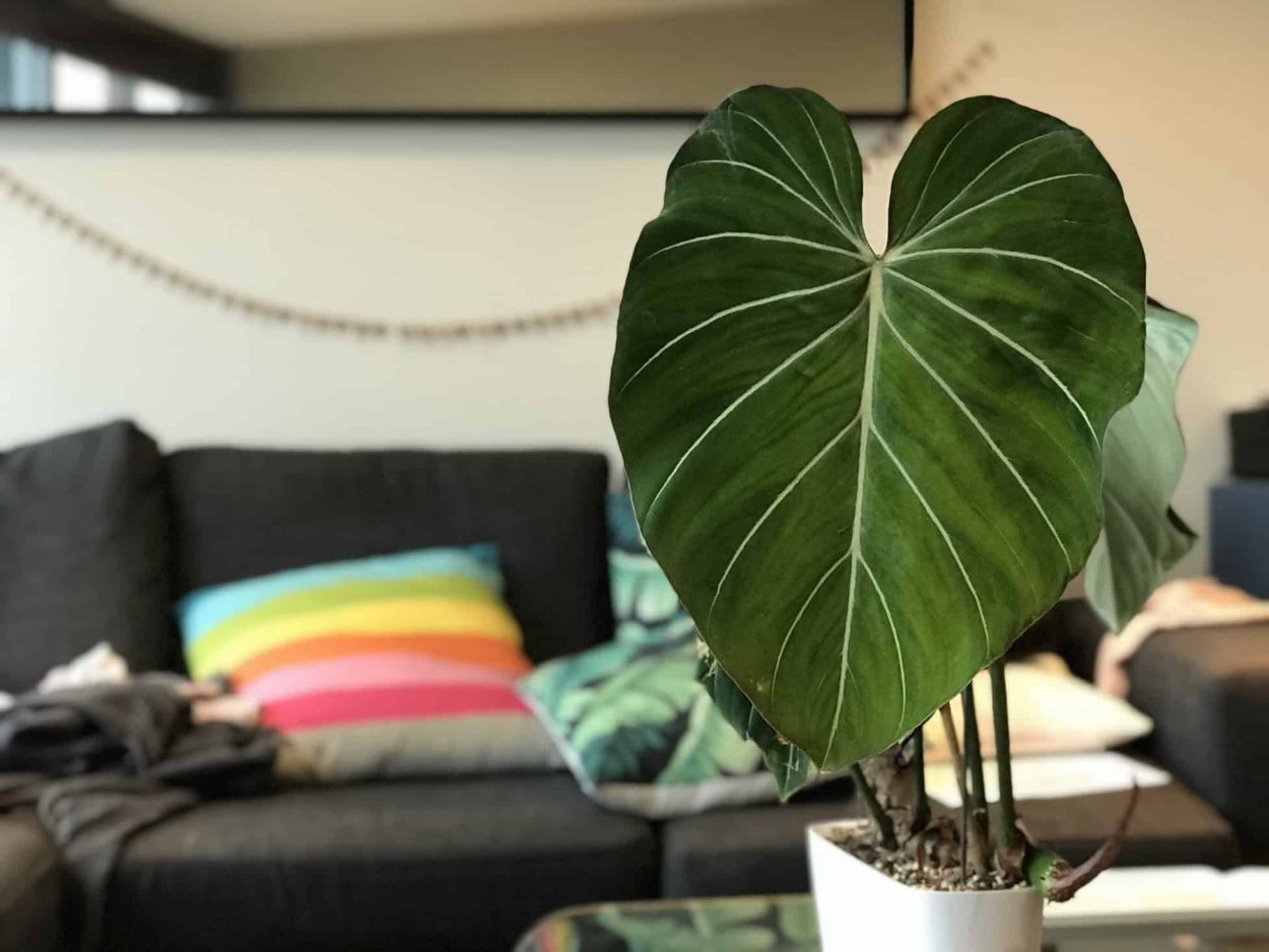 Филодендрон глоризиум