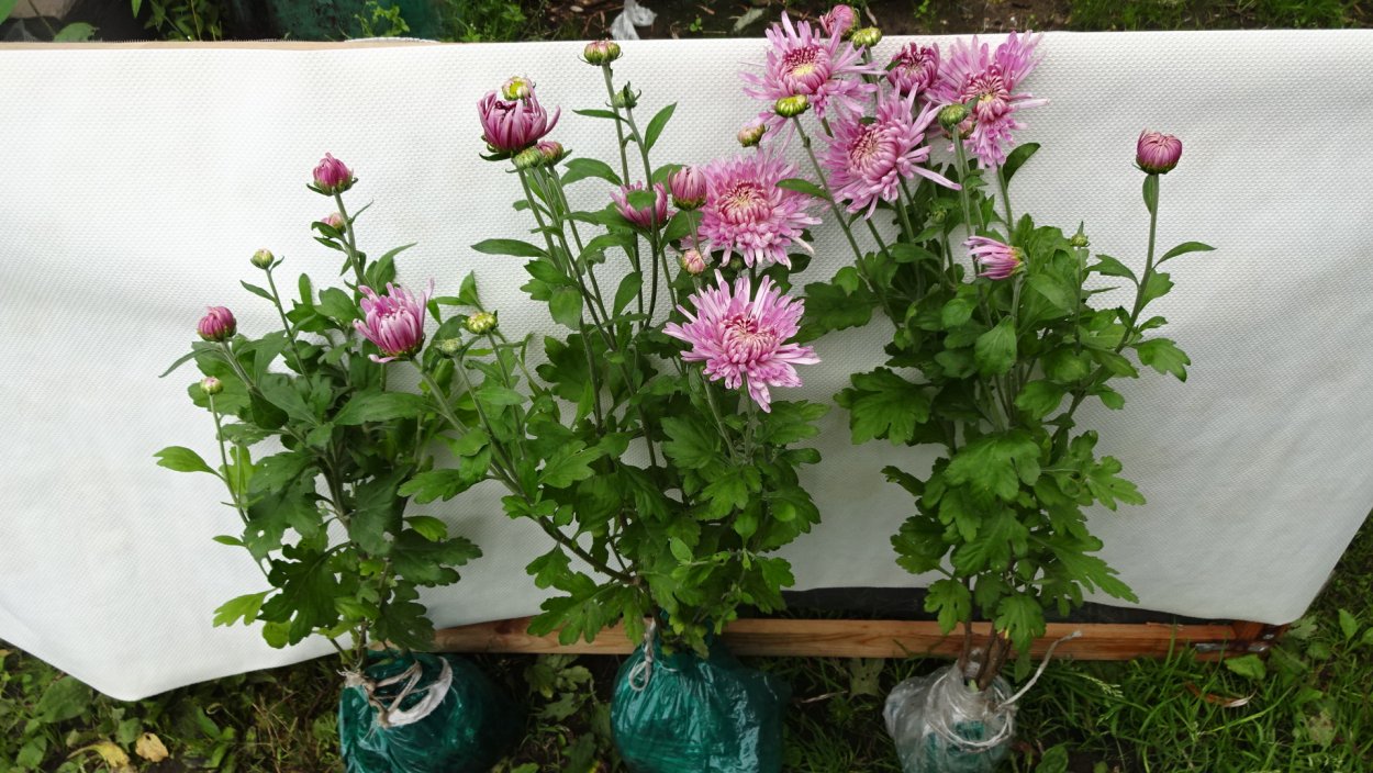 Хризантема корейская Линда Пурпл