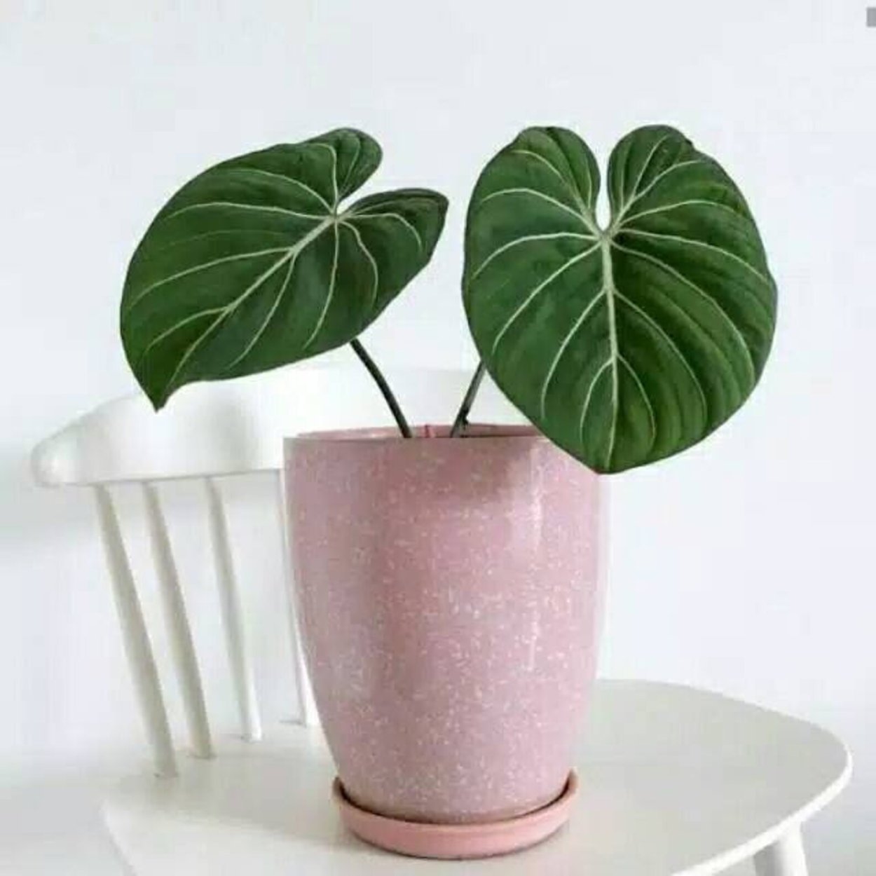 Филодендрон Глориоза