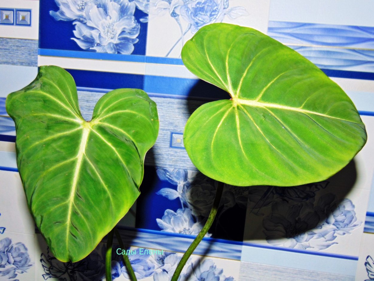 Огненная Лилия Глориоза роскошная