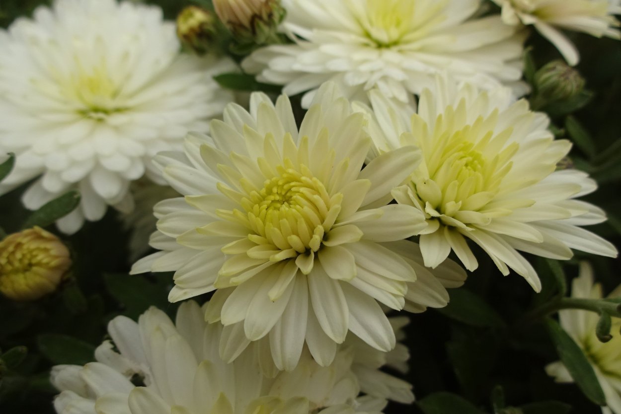 Хризантема сорт Линда