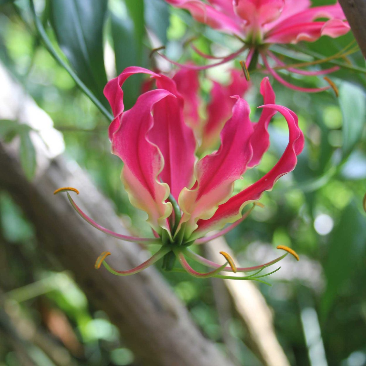 Филодендрон глориозум