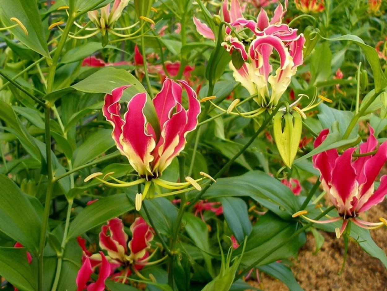 Филодендрон Биркин корни