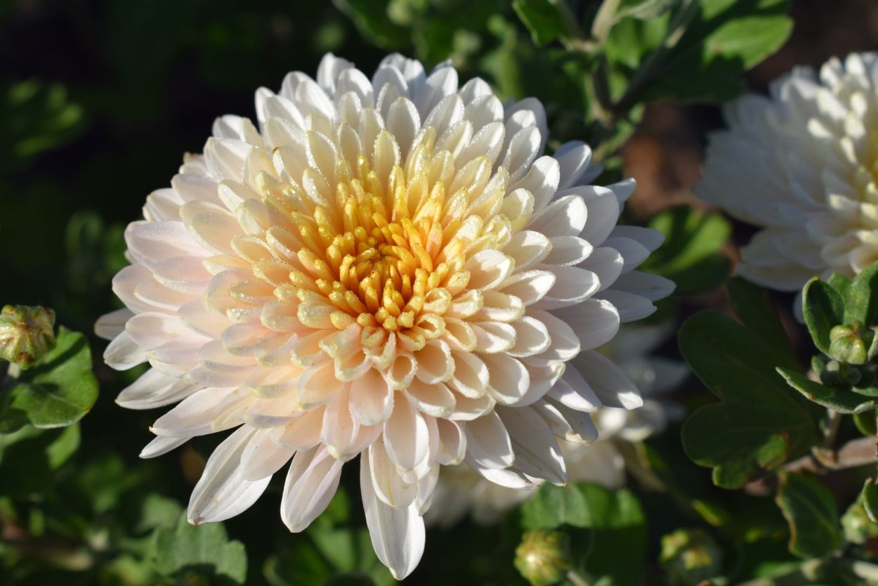 Хризантема Перлинка розовая