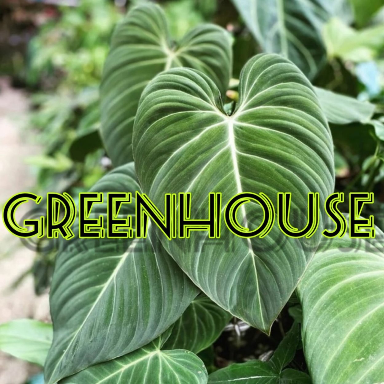 Филодендрон Глориоза