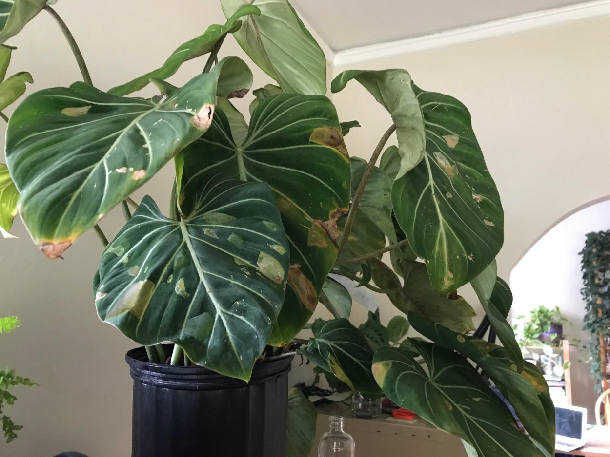 Цветок Филодендрон глориозум