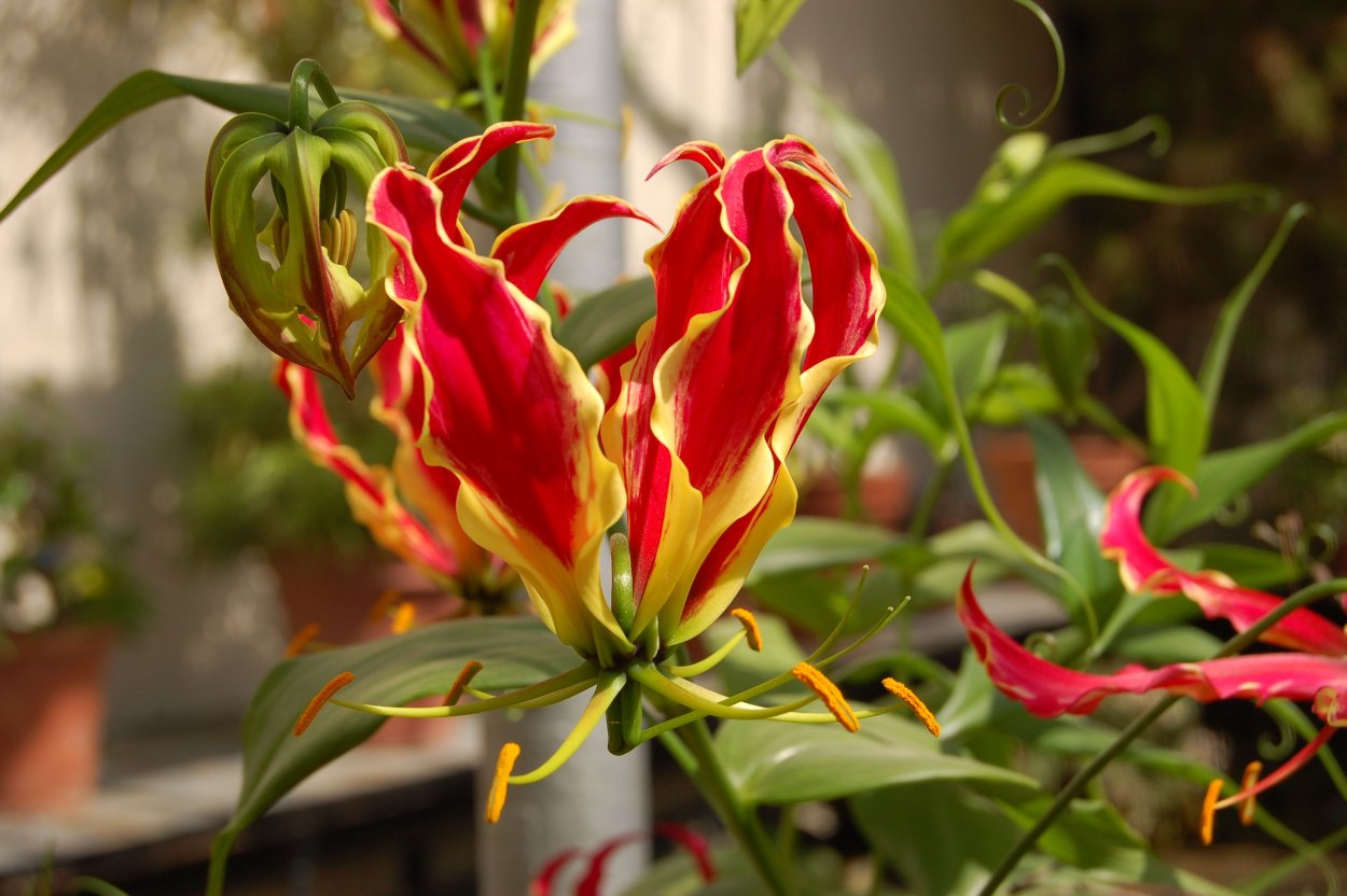 Папоротник Глориоза