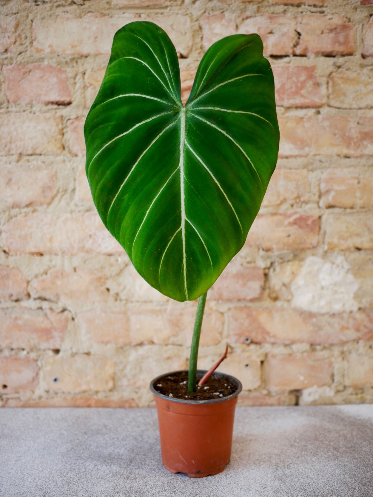 Филодендрон глориозум