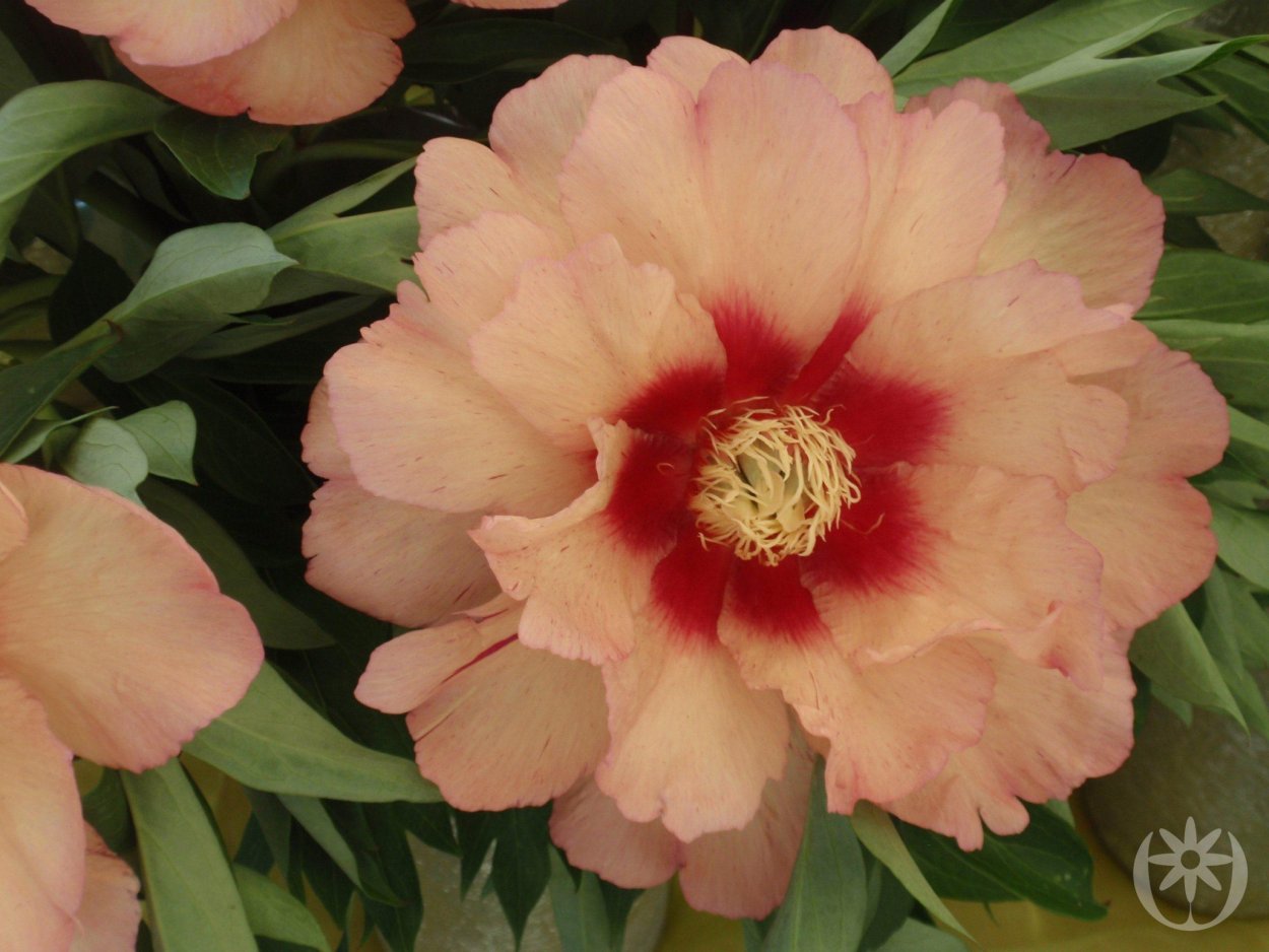 Пион Ито-гибрид кенари бриллиантс