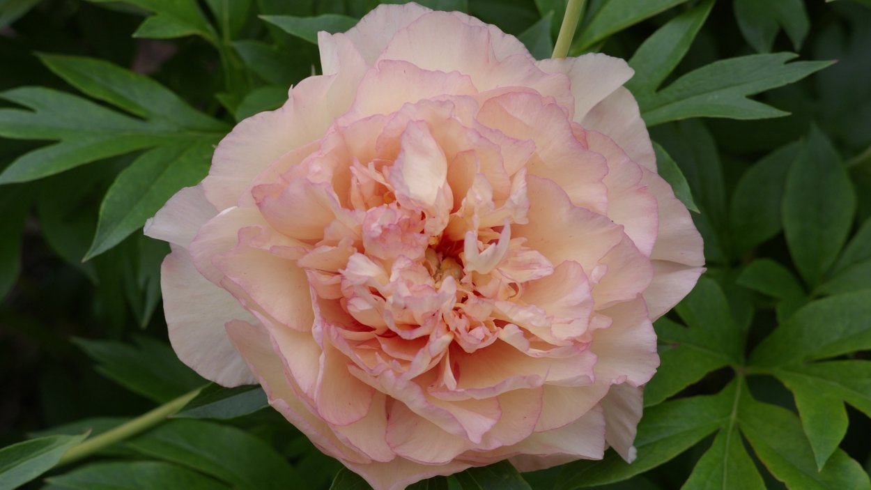 Scrumdidleumptious пион