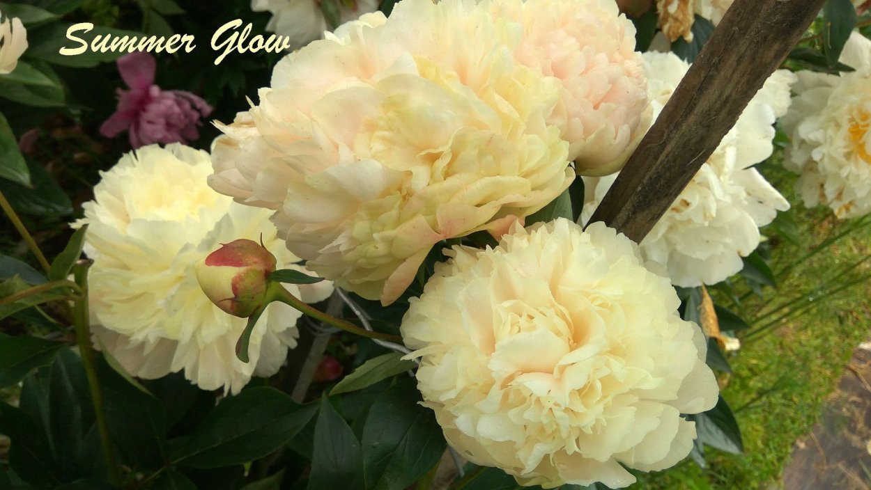 Пион Пинк Дабл