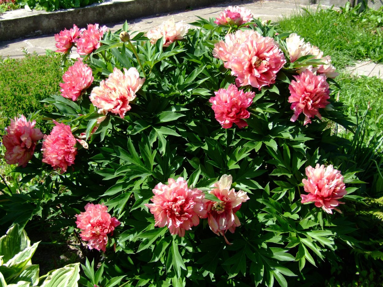 Пион Смит Фэмили Еллоу