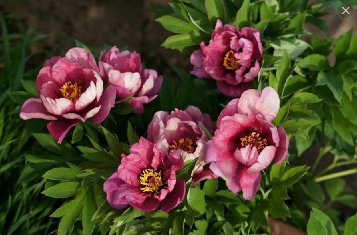 Пион Ито скрамдидлеймпчиоз