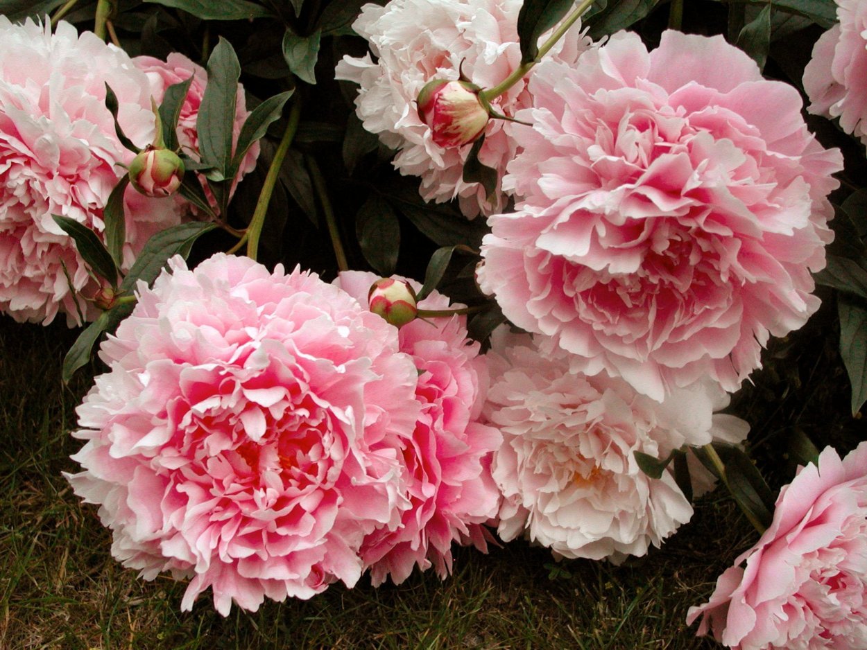 Пион Маджестик Сплендор