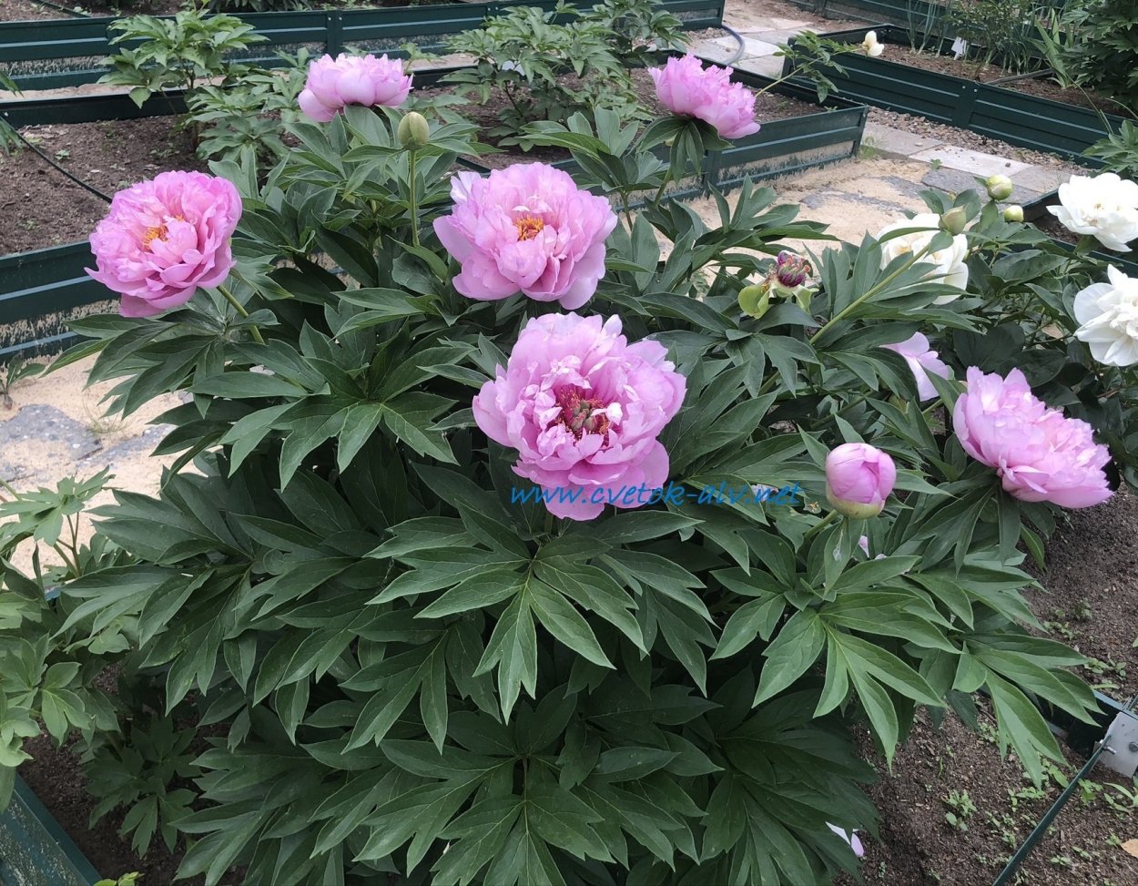 Пион Джоанна Марлен