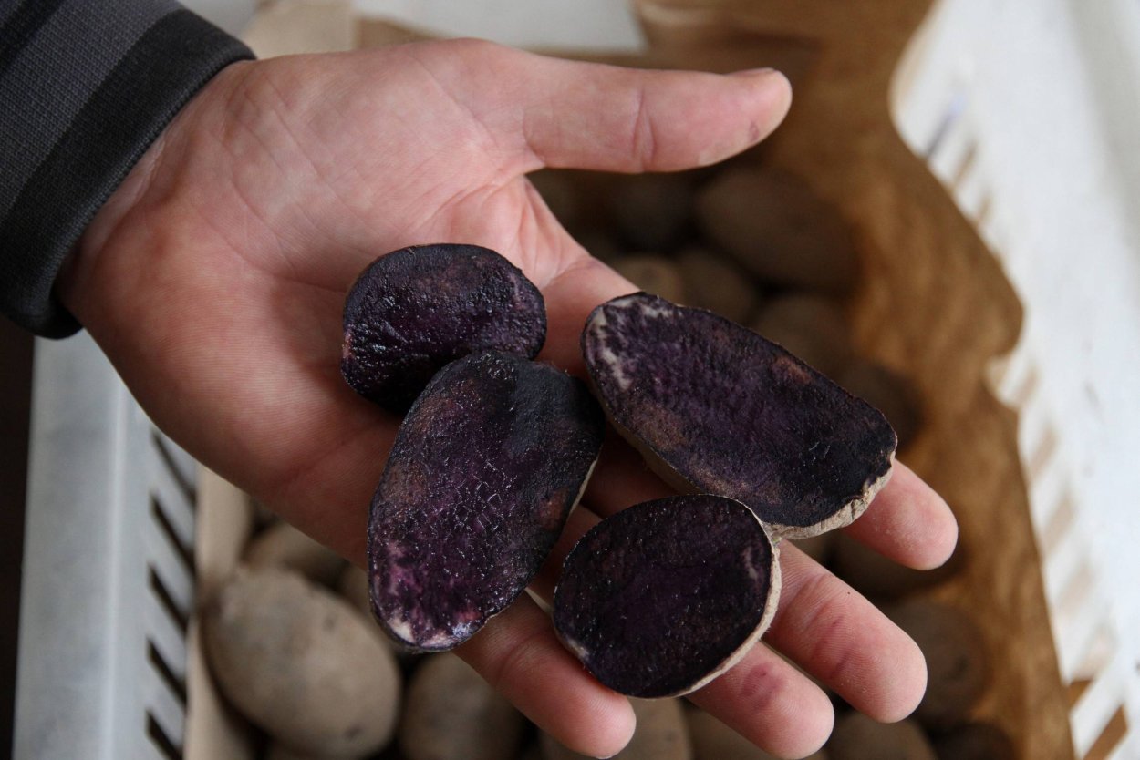 Картофель черный принц