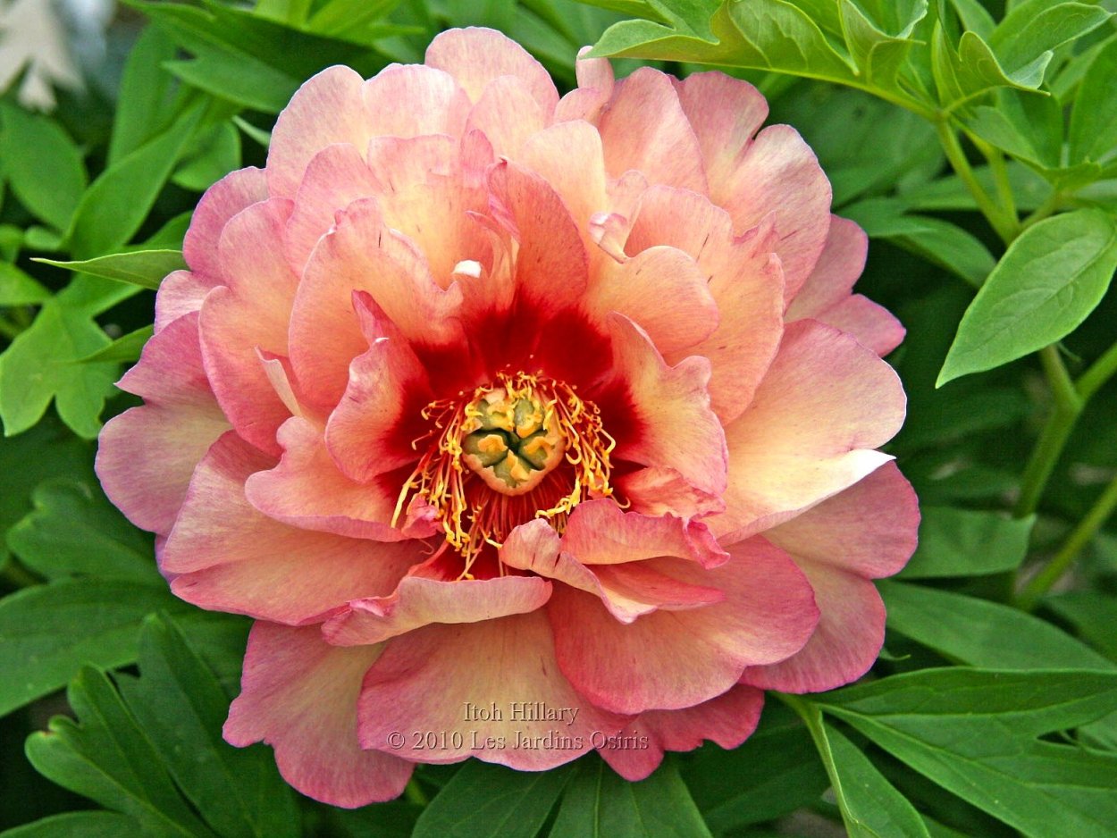 Scrumdidleumptious пион