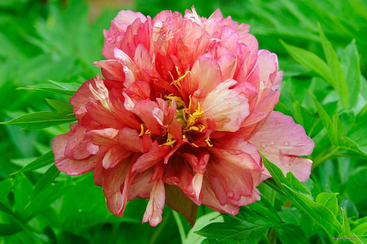 Пион Хиллари куст