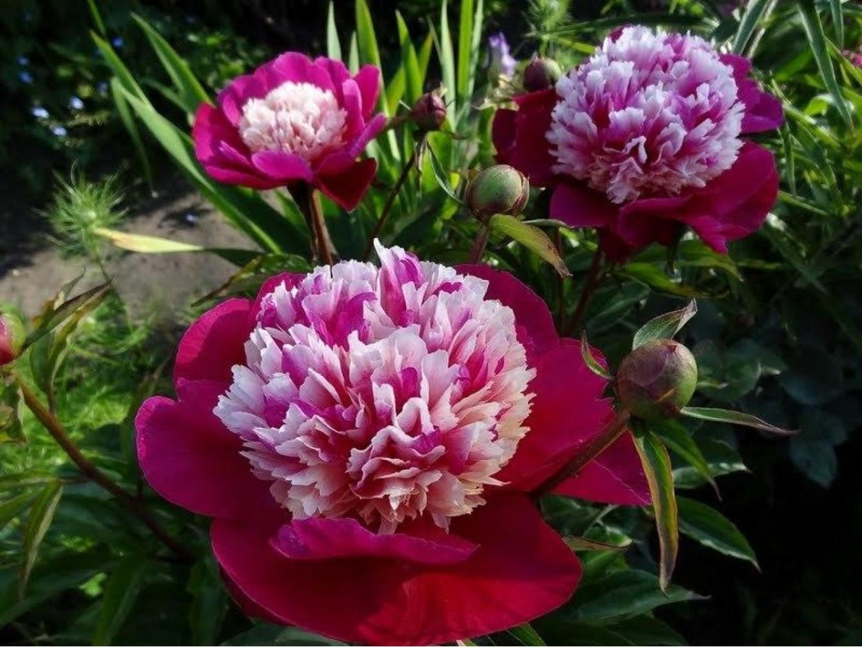 Пион Itoh Magical Mystery Tour