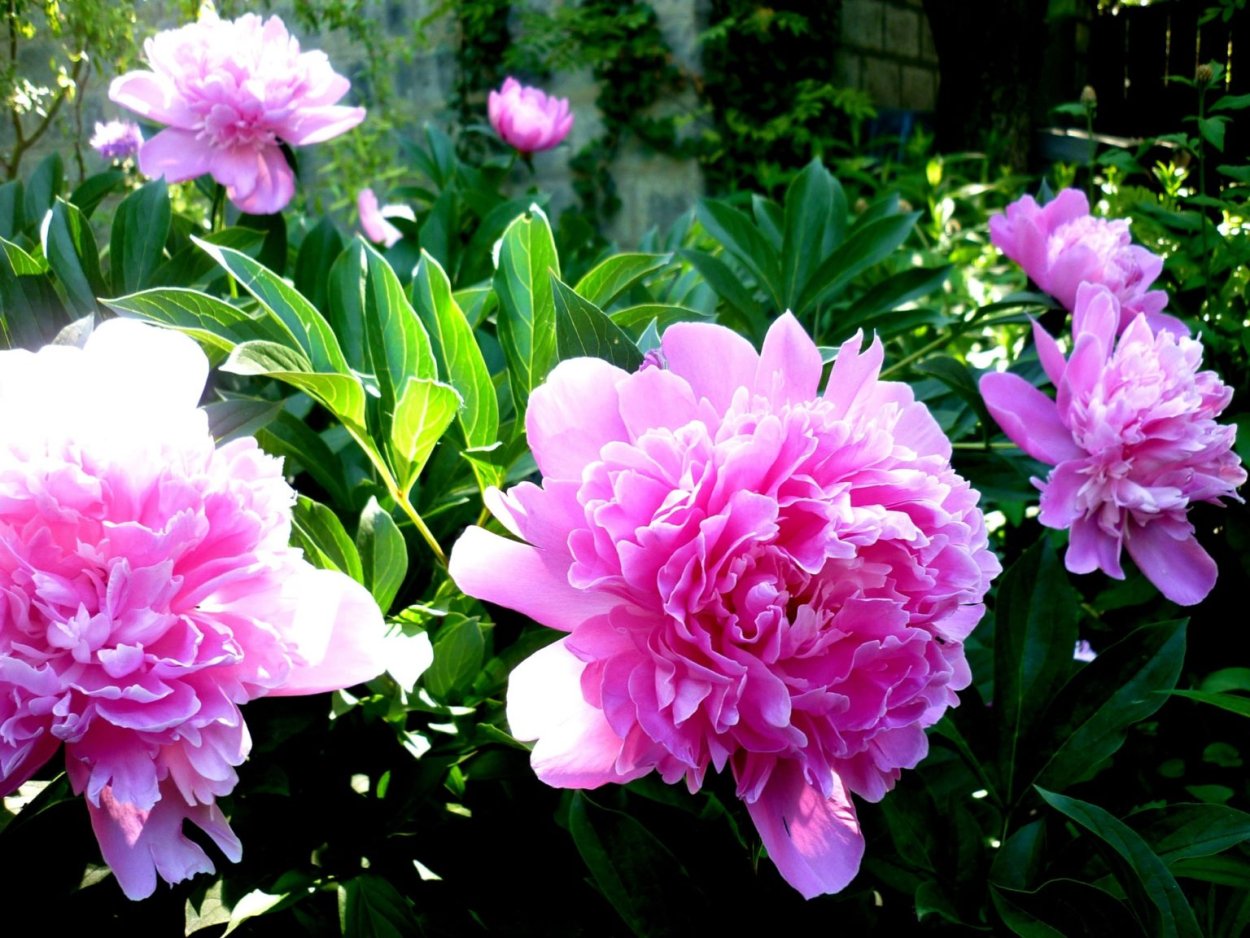 Пион Ито-гибрид фёрст эррайвал