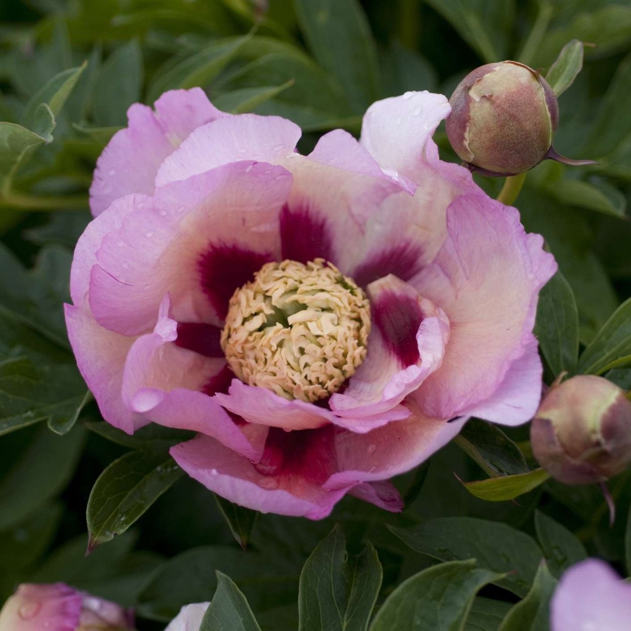 Scrumdidleumptious пион