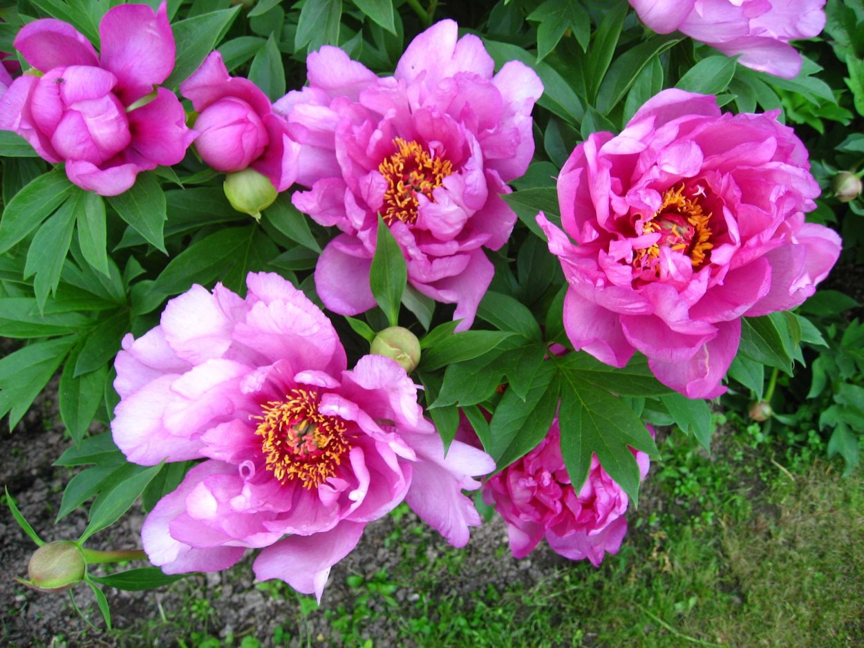 Scrumdidleumptious пион