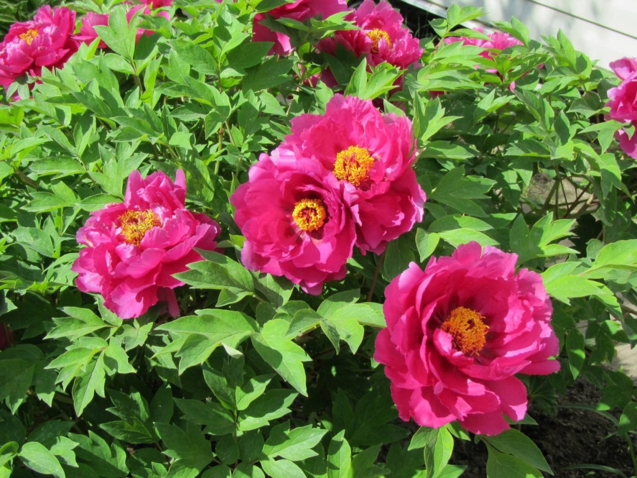 Коппер Кетле пион