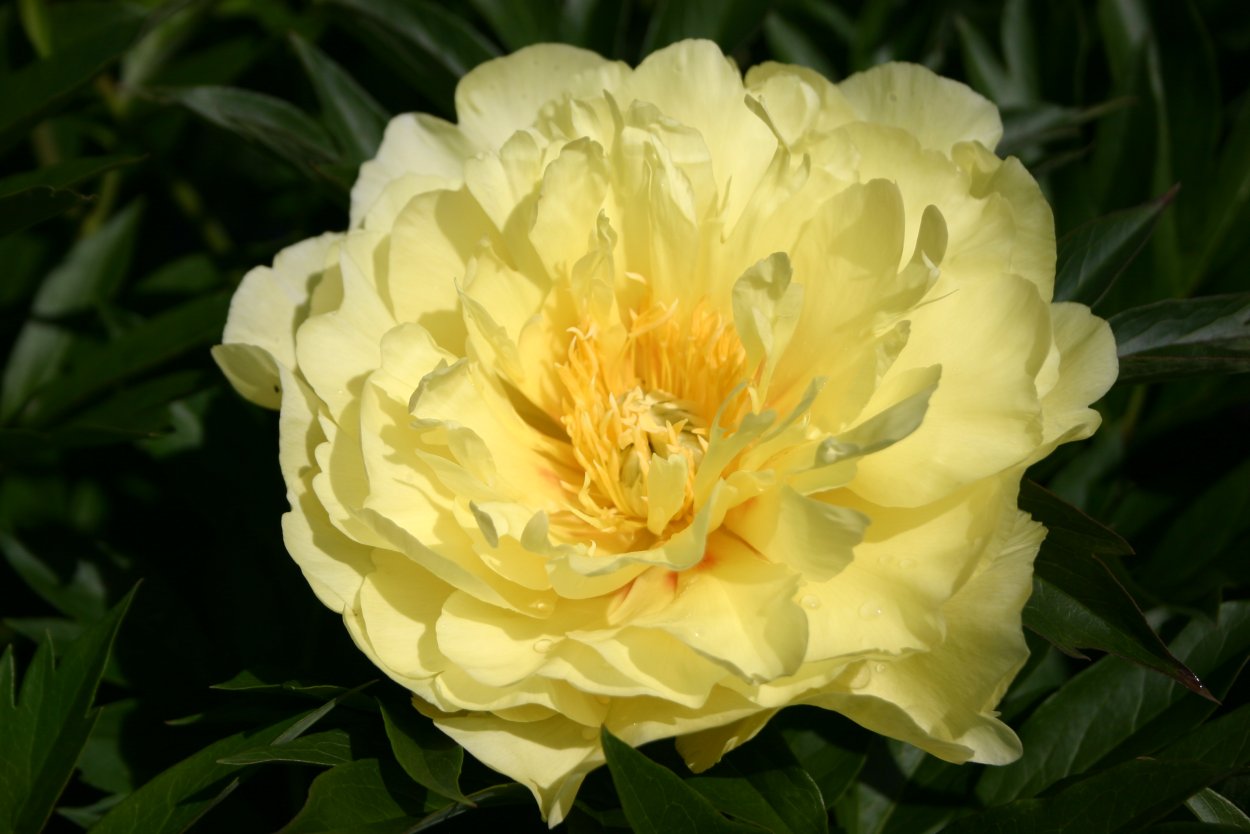 Пион травянистый Диннер Плейт