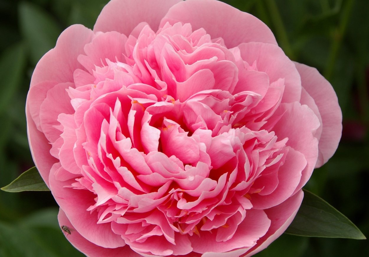 Пион Callie's Memory