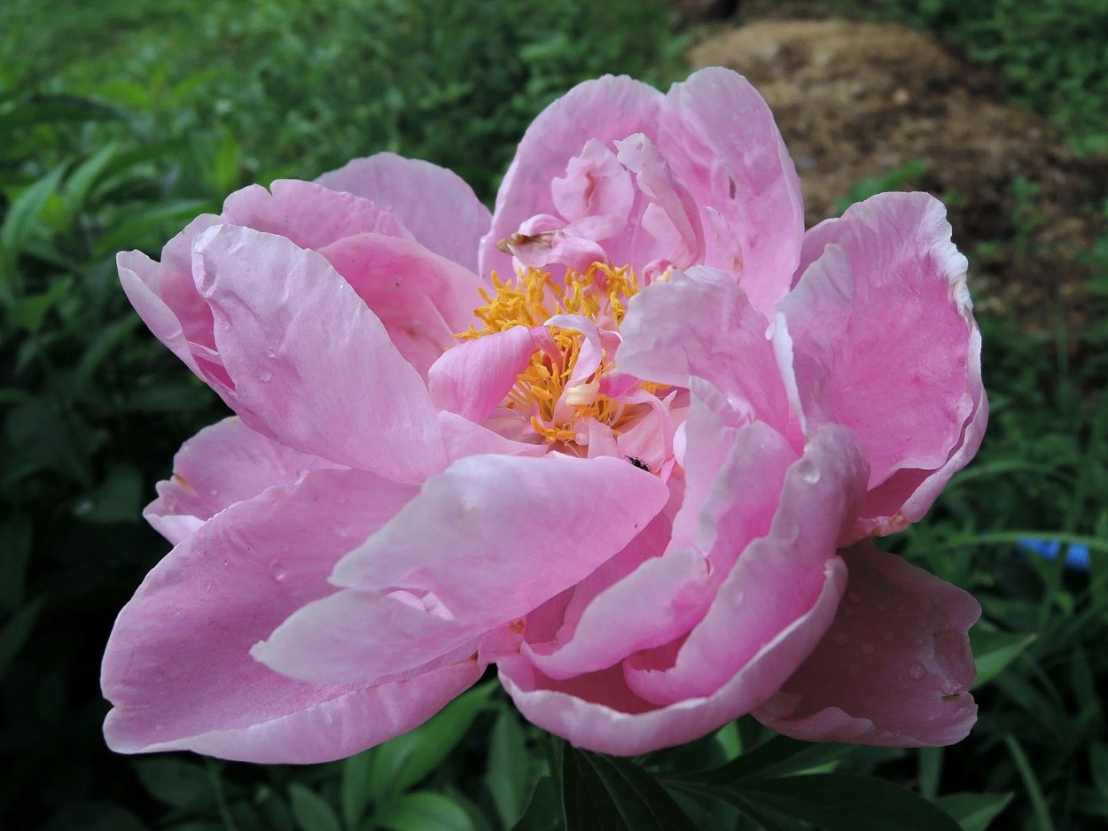 Пион молочноцветковый Сюзетт