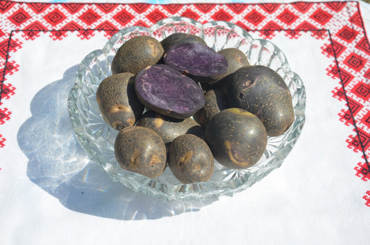 Чёрная картошка сорт
