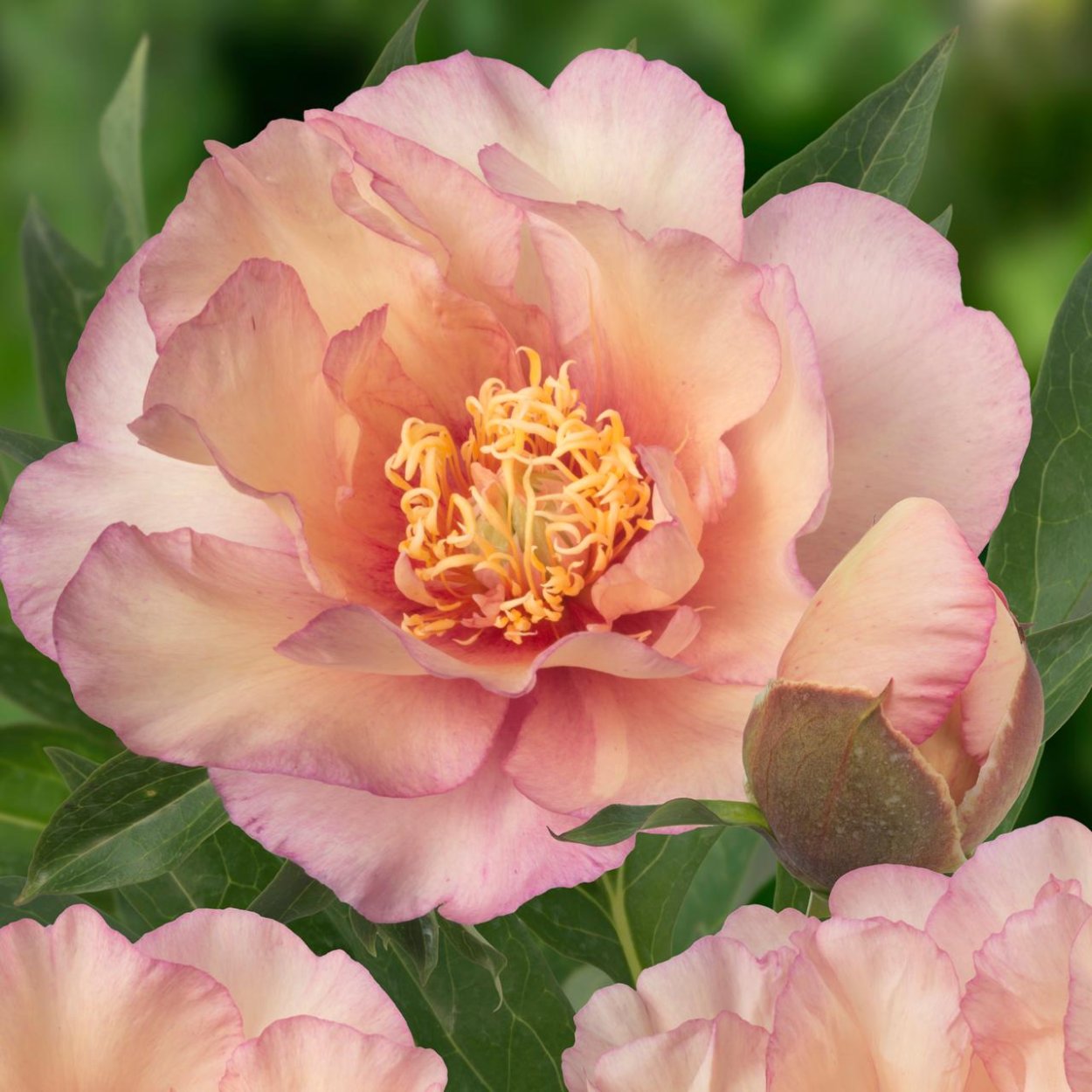 Пион Itoh Scrumdidleumptious