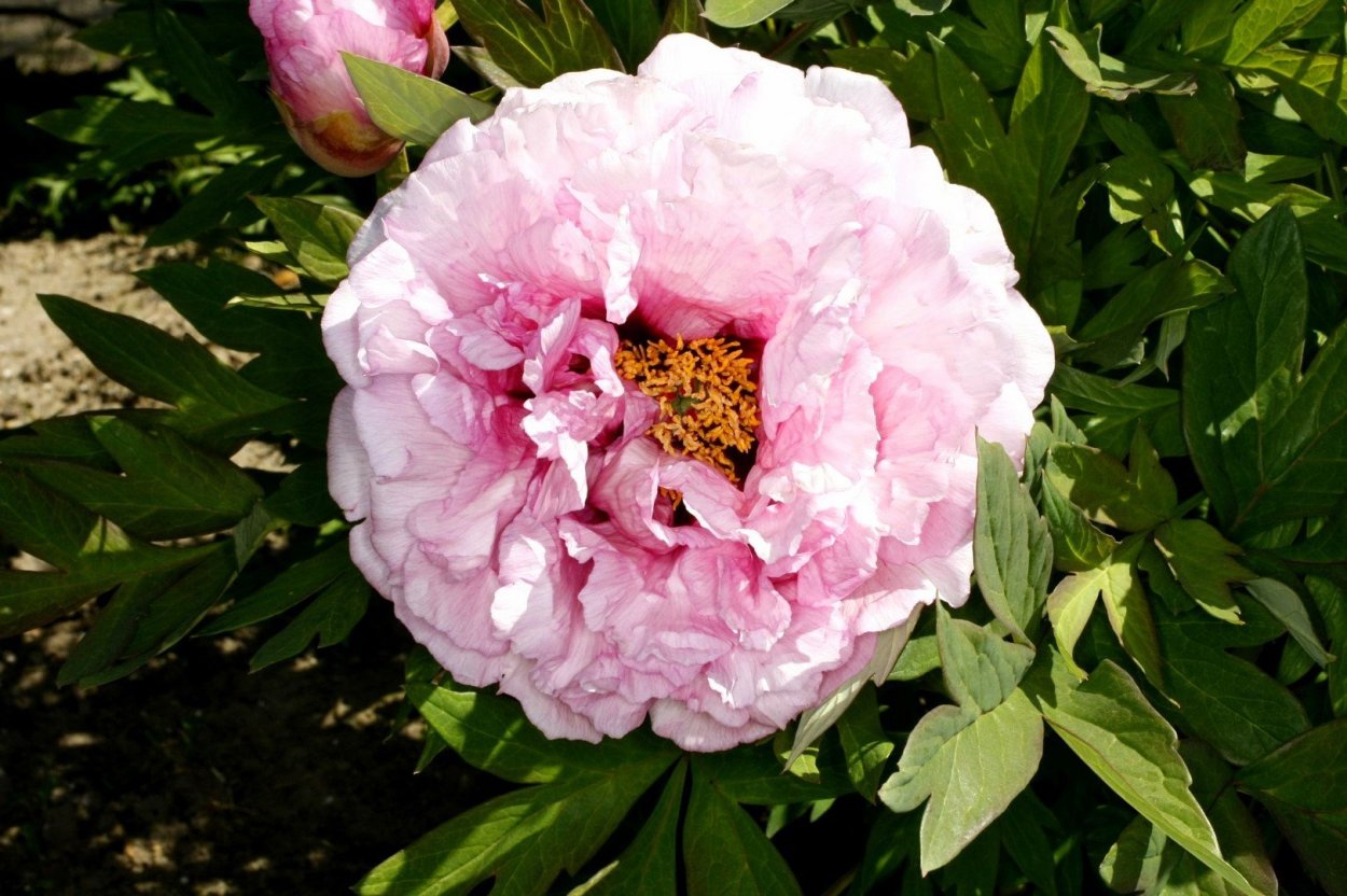 Пион Хиллари