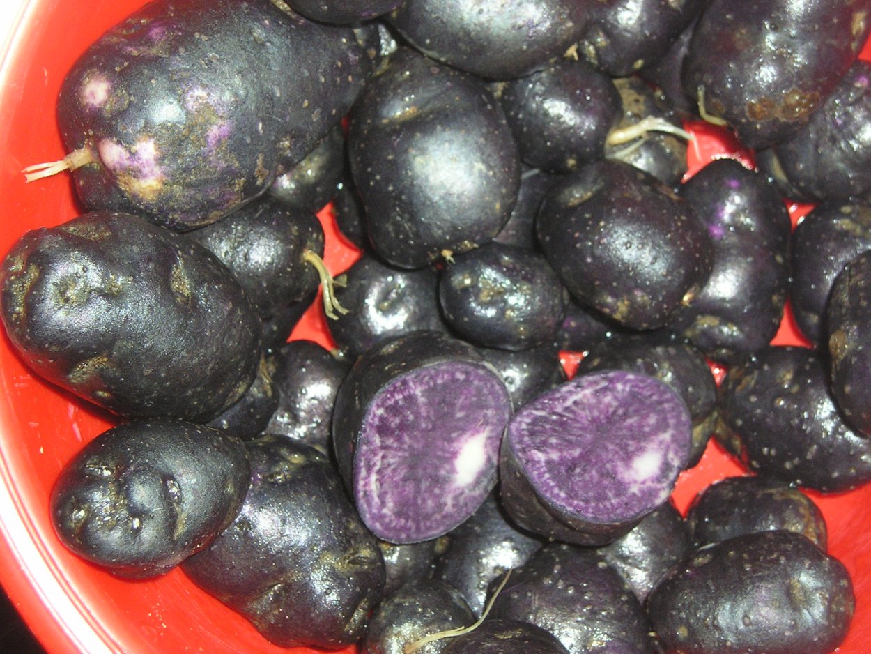 Сорт картофеля Беллароза