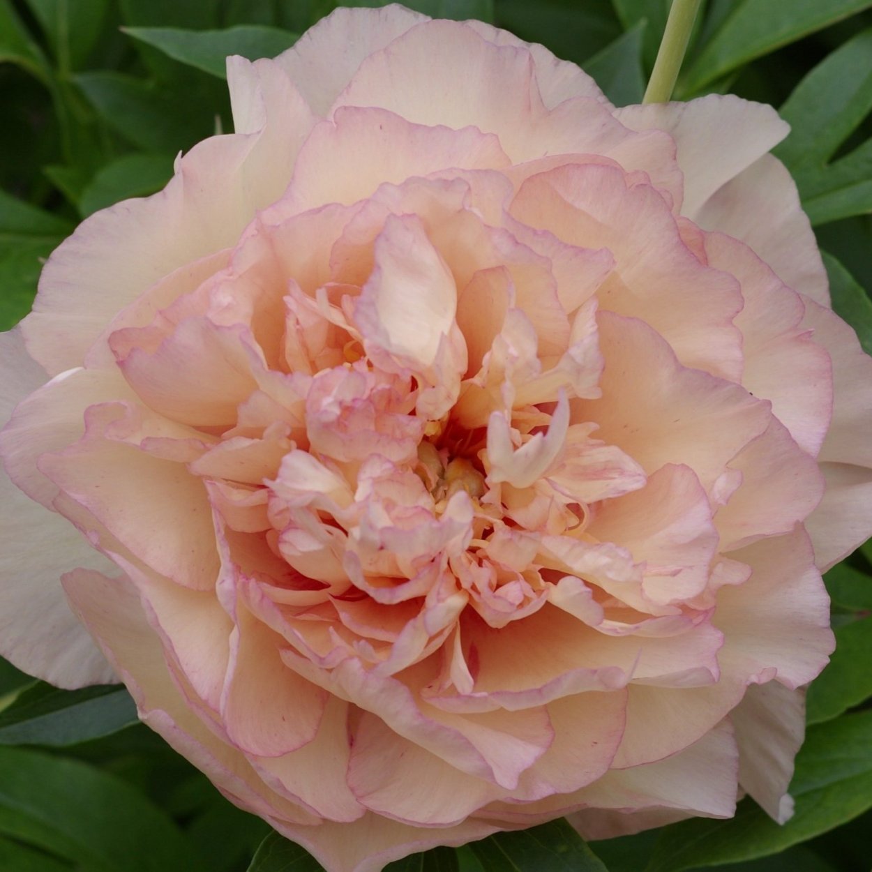 Пион-Ито кора Луиза