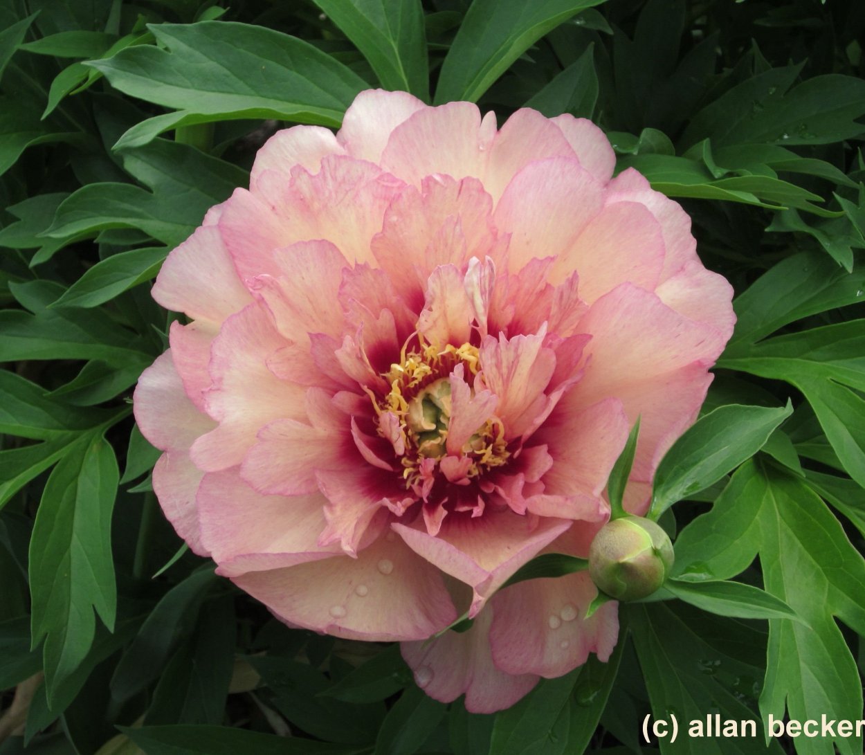 Пион Ито Scrumdidleumptious