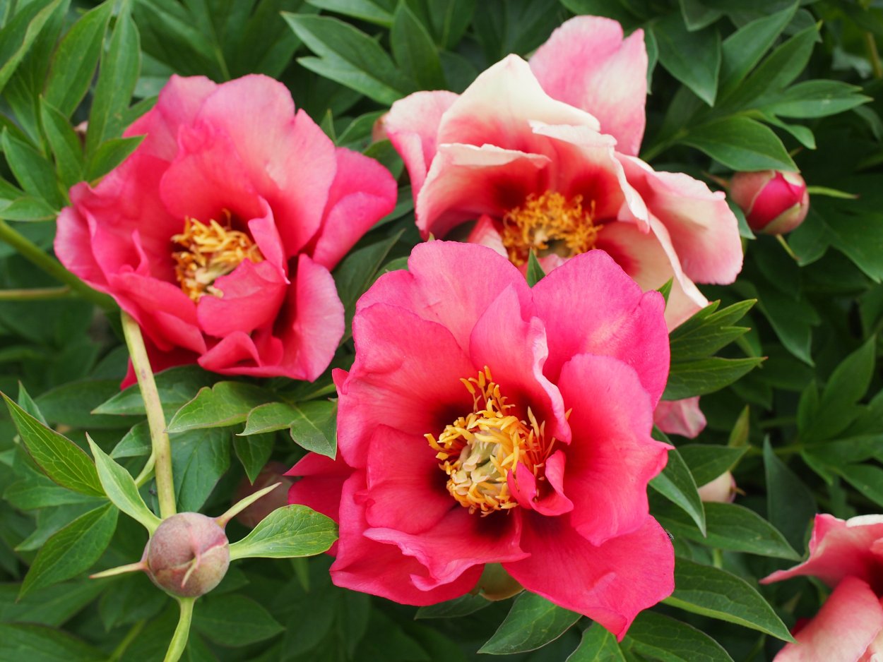 Ито пион Коппер кеттл