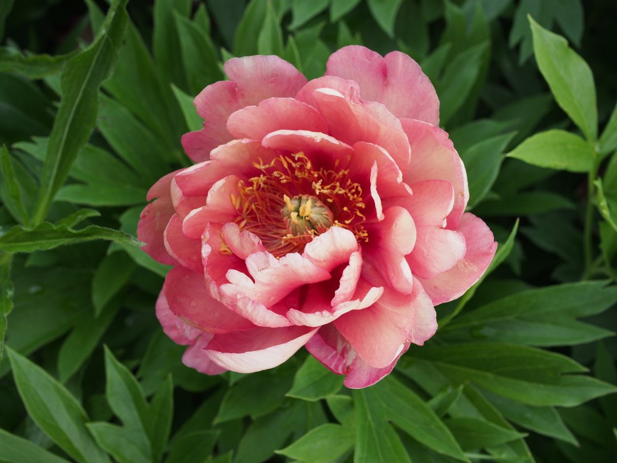 Пион Itoh Scrumdidleumptious