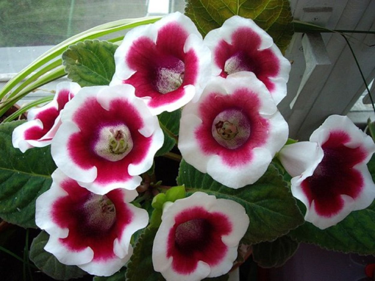 Глоксиния Родина растения