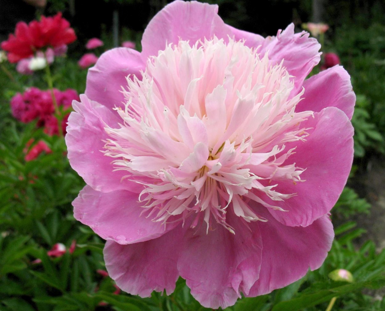 Пион Хиллари