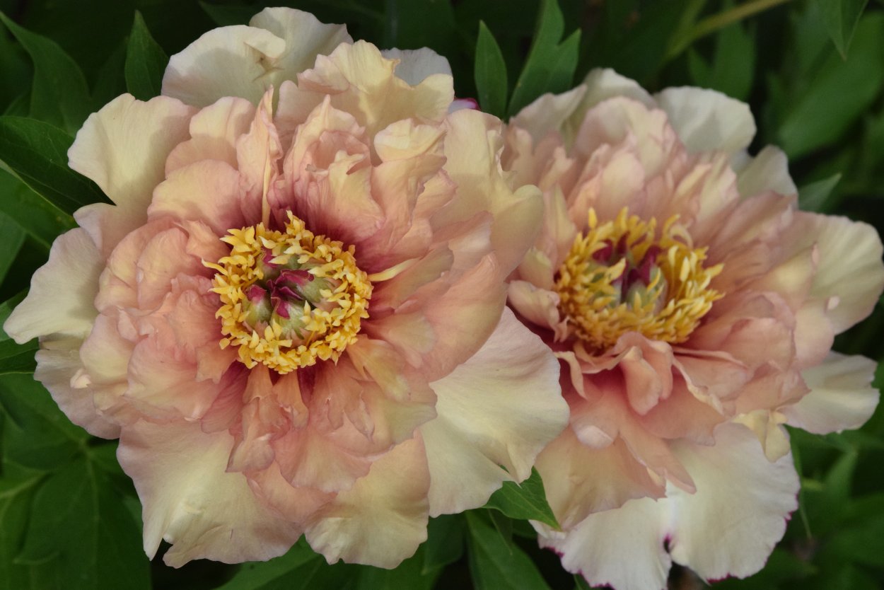 Scrumdidleumptious пион