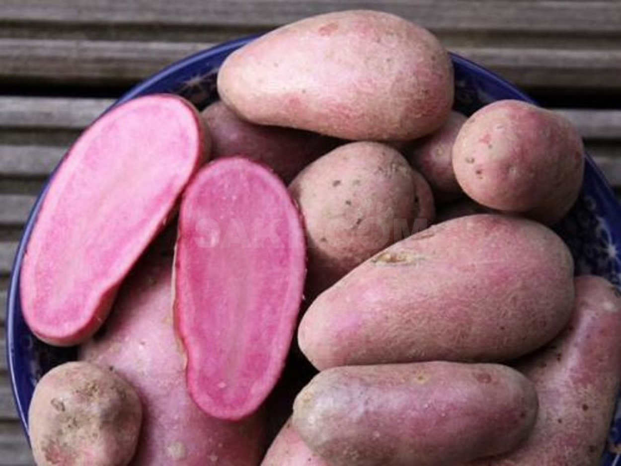 Сорт фиолетовый Василек картофель