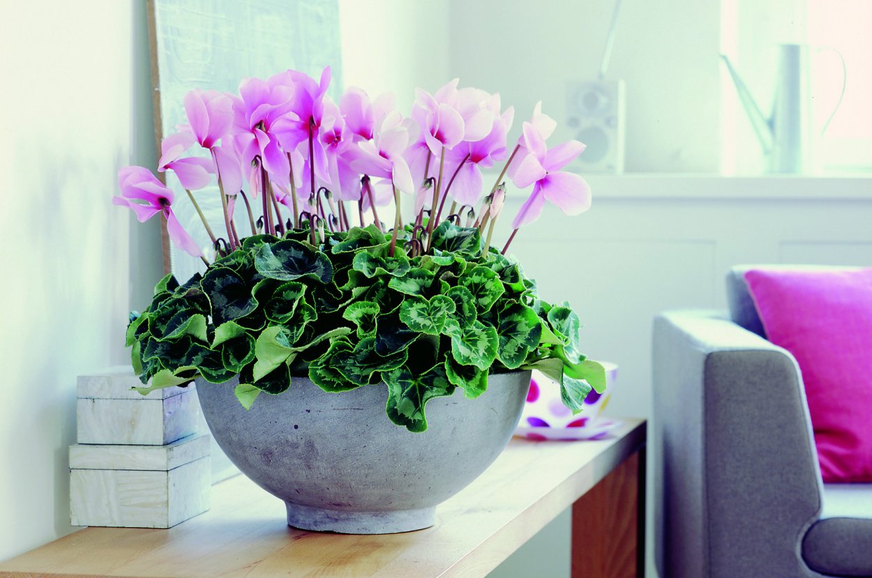 Цикламен комнатное растение