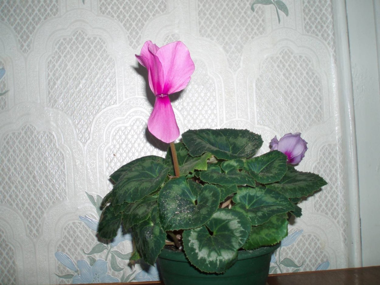 Клубневый комнатный цветок