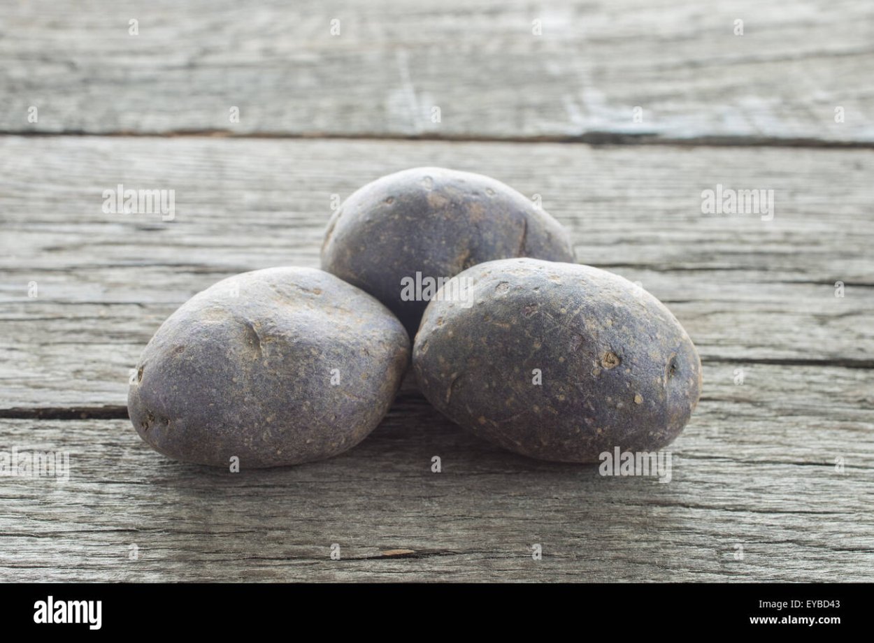 Сорт картофеля чугунка